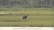 Indian elephant grazing at Kaziranga National Park