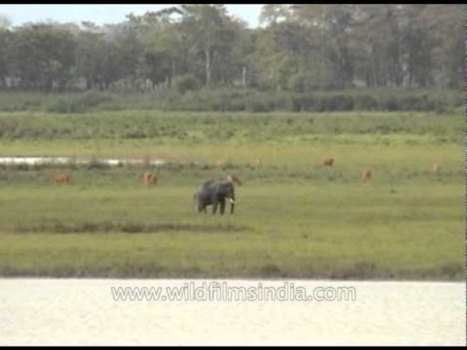 Indian elephant grazing at Kaziranga National Park