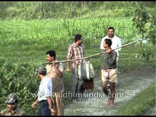 Fish poaching in Assam: poacher is caught