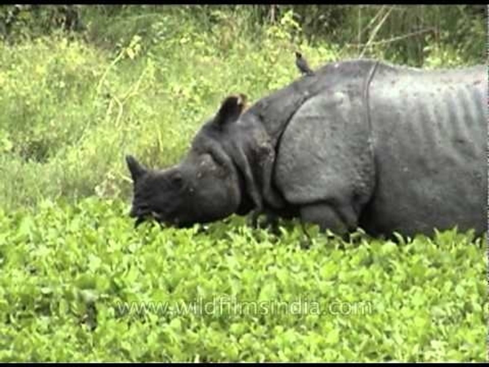 One-horned Rhino grazing on green fields