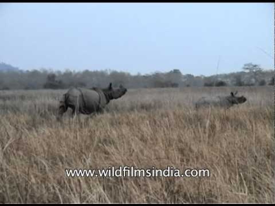 Rhinos chasing after a safari jeep: Kaziranga N...