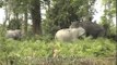 Wild Indian Elephants at Kaziranga National Park