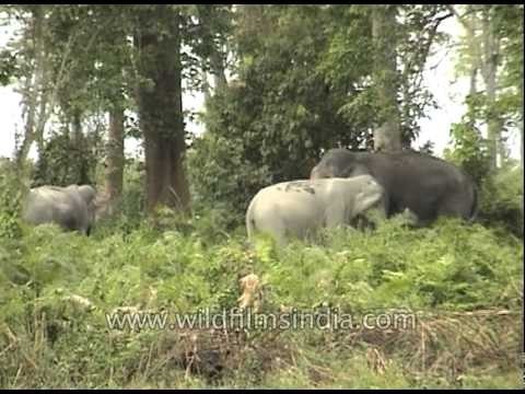 Wild Indian Elephants at Kaziranga National Park