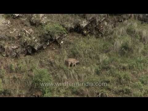 Goral graze on steep grassy slopes along Ganga river bank, below Gangotri