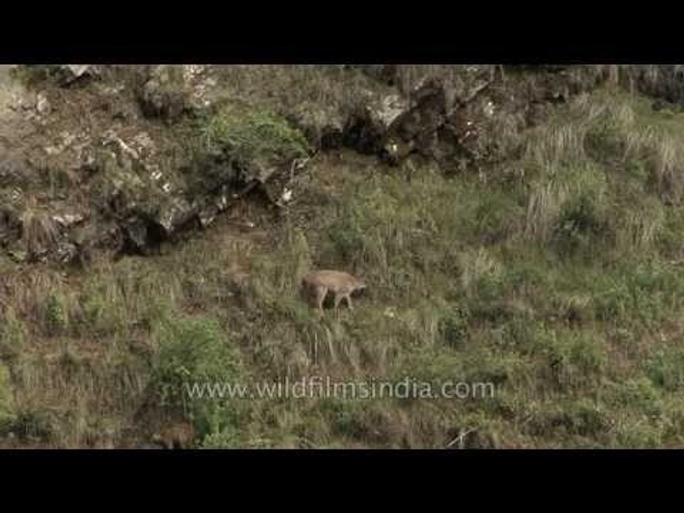 Goral graze on steep grassy slopes along Ganga river bank, below Gangotri