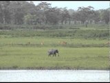 Elephant and rhinos grazing at Kaziranga National Park