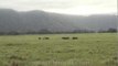 Herd of wild water buffalo grazing in the field at Kaziranga Park