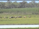 Asian elephants and wild water buffalo grazing at Kaziranga
