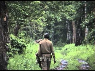 Indian elephant watched by a forest guard at Kaziranga Park