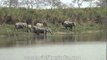 Asian elephants drinking water in Kaziranga National Park, Assam