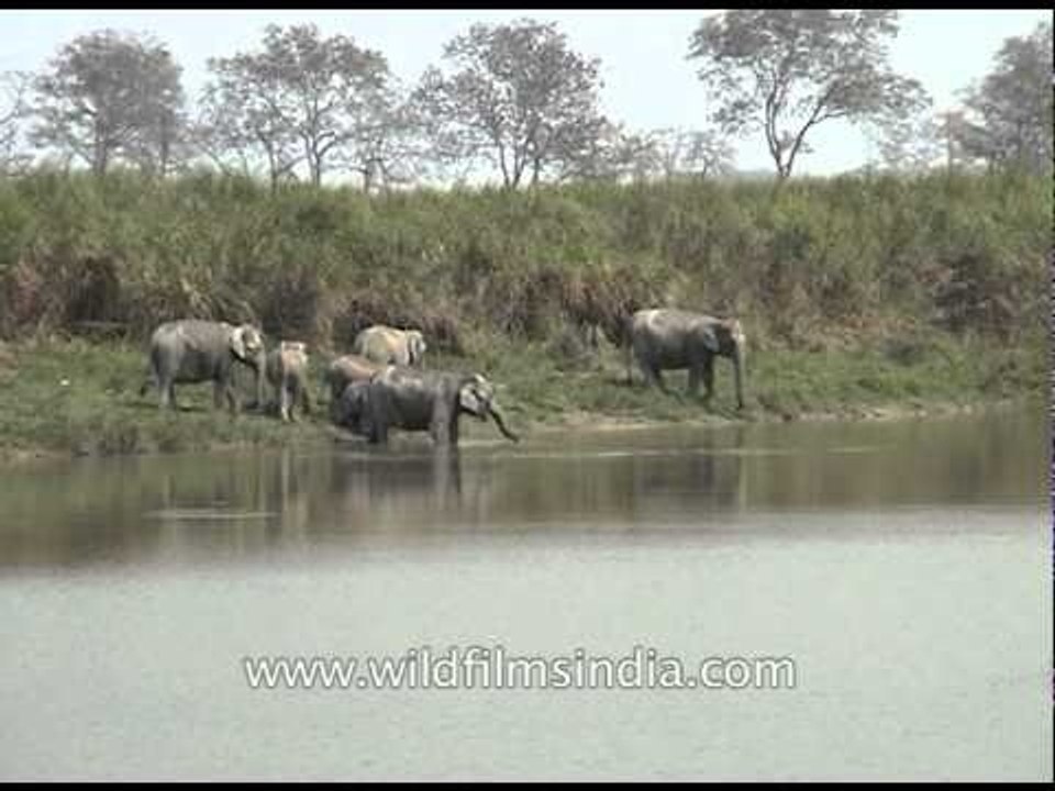 Asian elephants drinking water in Kaziranga National Park, Assam
