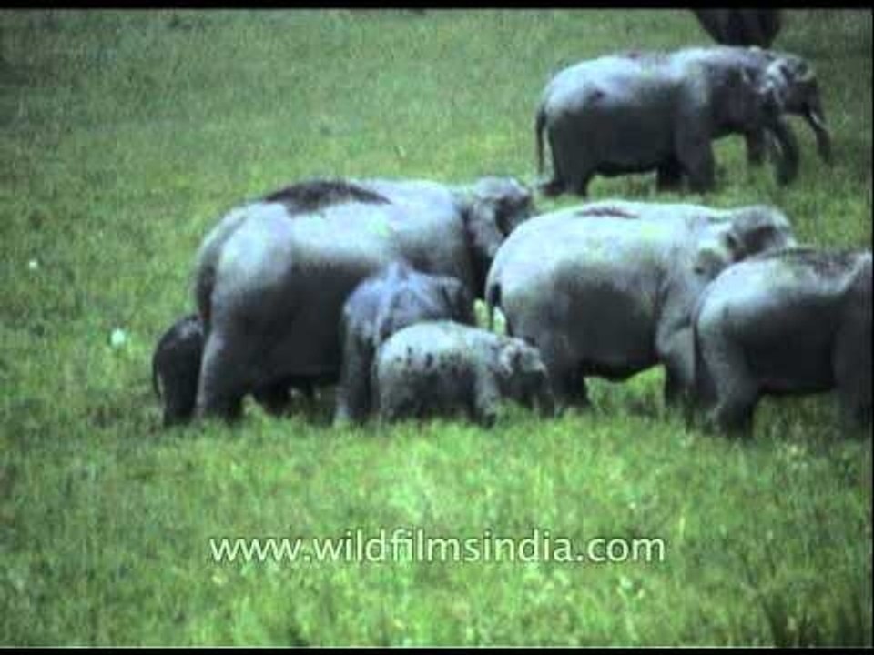 Herd of elephant feeding in grassland at Kaziranga Park