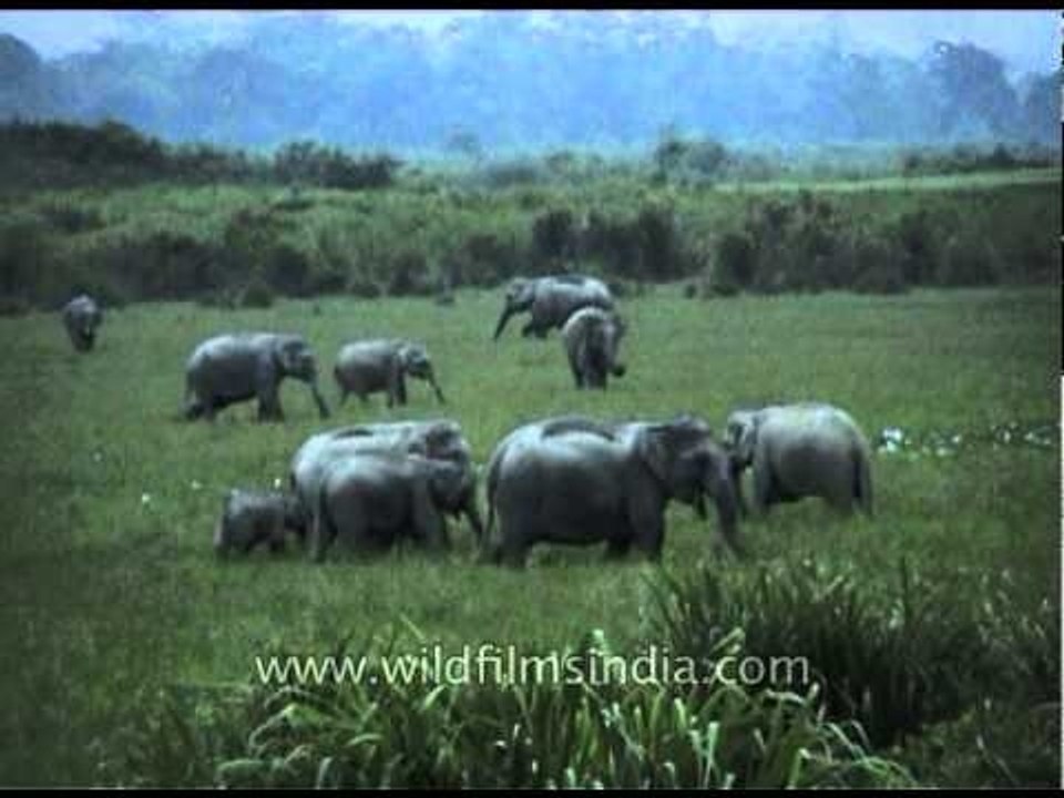 Asiatic Elephants grazing on lush vegetation at Kaziranga National Park