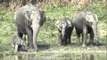 Wild Elephants at watering hole - Kaziranga national Park