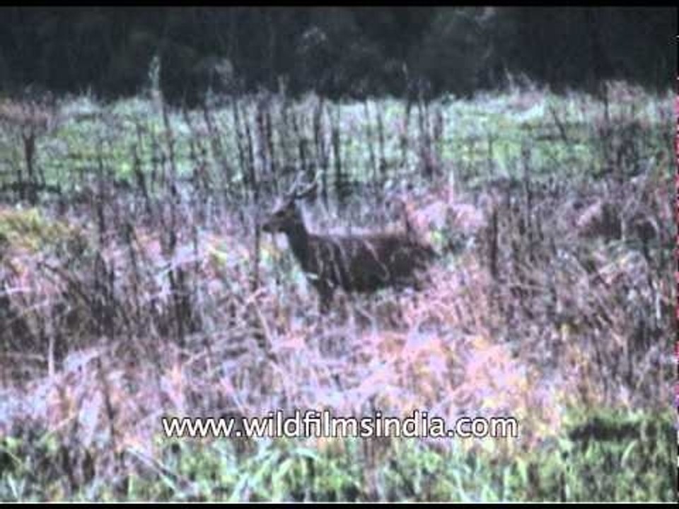 Hog deer grazing at Kaziranga National Park