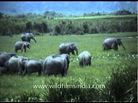 Elephant herd in the grassland of Kaziranga Park