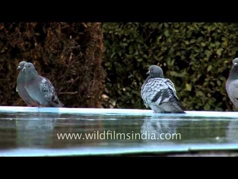 Pigeons taking a dip in Jamia Masjid, Srinagar