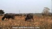 Wild water buffalo grazing on pastures of dry grass