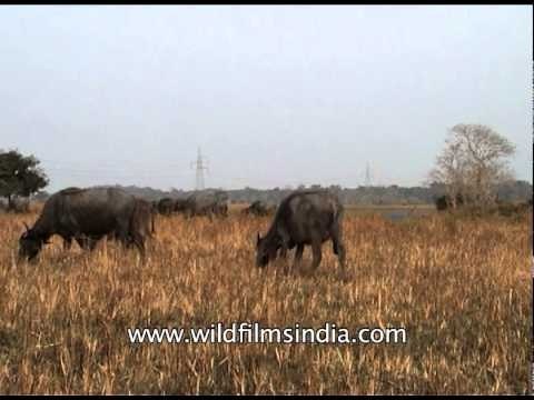 Wild water buffalo grazing on pastures of dry grass