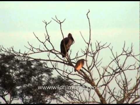 Pond Heron and Storks