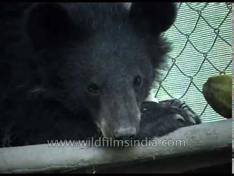 Unhappy caged bear in a zoo in Assam