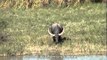 Wild Asian water buffalo at Kaziranga National Park
