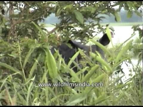 One-Horned Rhino seen in Kaziranga forest