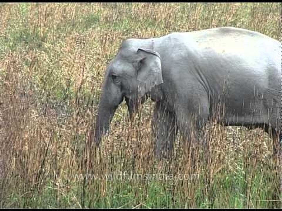 Indian elephant at Kaziranga National Park