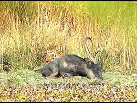 One hell of a meal - Tiger eating remains of wild water Buffalo - Kaziranga National Park