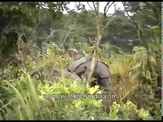 Kaziranga : the most important stronghold for the Indian Rhinoceros