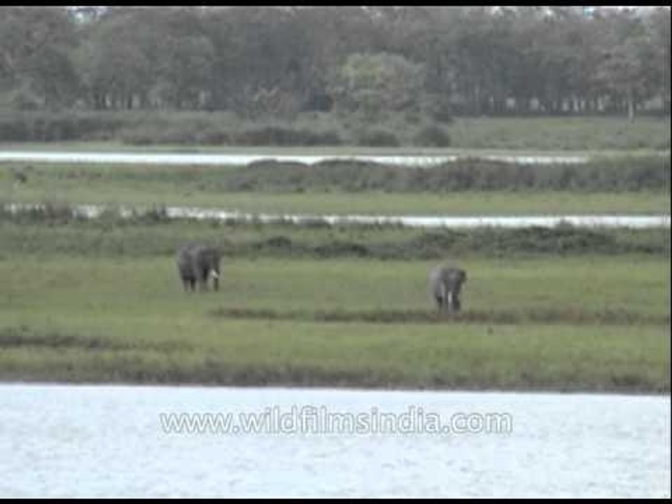 Two wild Indian elephants grazing at Kaziranga National Park