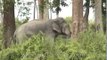 Indian Elephant grazing at Kaziranga National Park