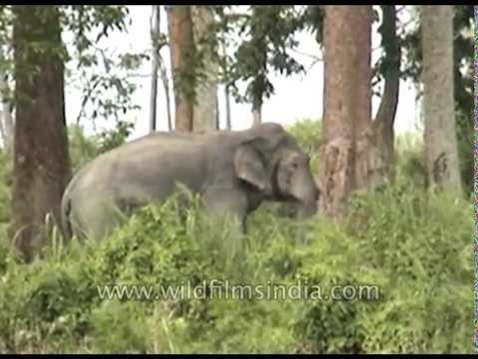 Indian Elephant grazing at Kaziranga National Park