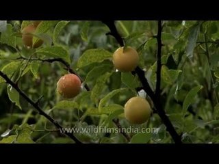 Raw plums on the tree, in Landour
