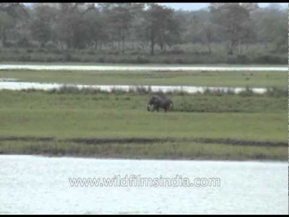 Indian elephant spotted in Assam's Kaziranga National Park