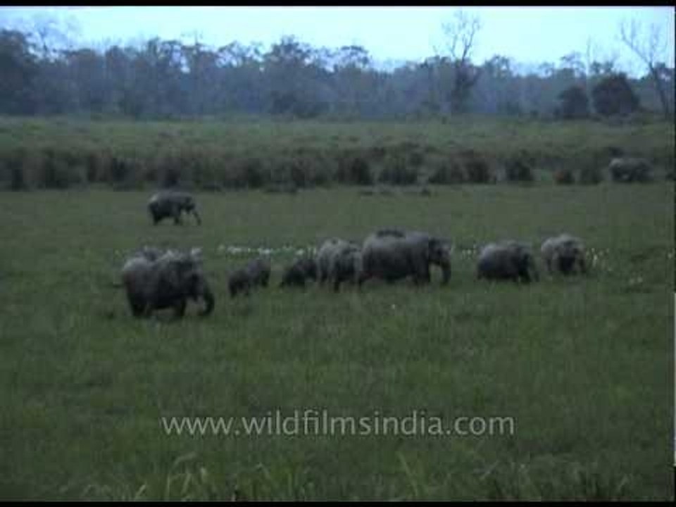 Indian elephant at Kaziranga National Park