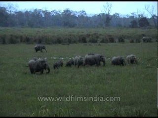 Indian elephant at Kaziranga National Park