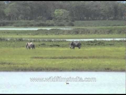 Asian Elephant feeding in the wetlands of Kaziranga National Park