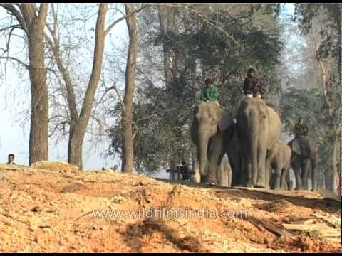 Elephant festival at Kaziranga National Park, Assam