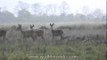 Group of deer grazing at Kaziranga National Park, Assam