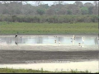 Wildlife at Kaziranga National Park, Assam