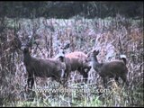 Swamp deer grazing on dry grasses: Kaziranga National Park
