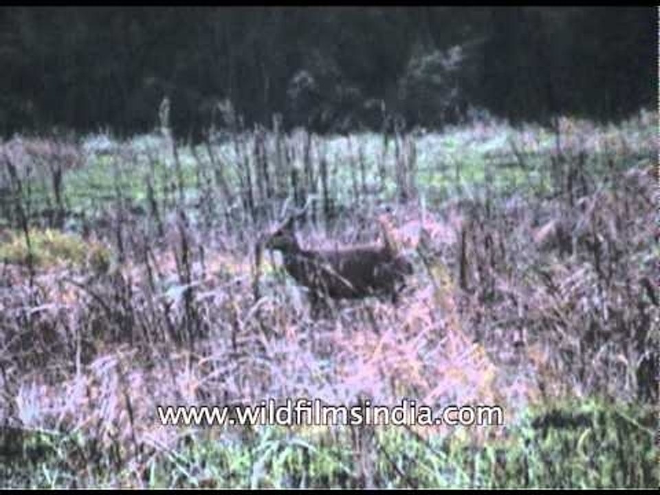 Swamp deer grazing in dry meadow