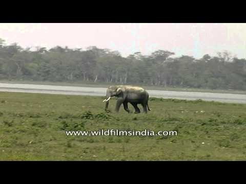 Elephant walking in the grassland at Kaziranga, Assam