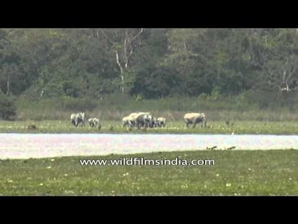 Elephants walking along the stream in Kaziranga National Park