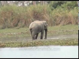 Wild elephant relaxes in shallow water, Arunachal Pradesh