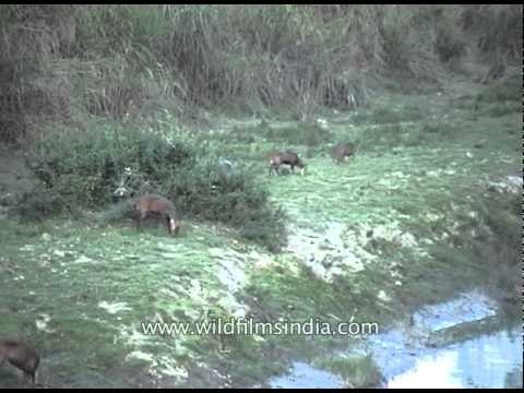 Herd of spotted deer relaxing & grazing in meadow