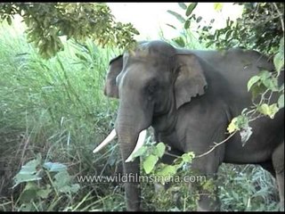 Asian elephant in Kaziranga forest