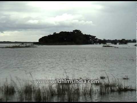 Panoramic view of Kaziranga National Park