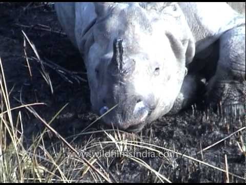 One-Horned Indian Rhinoceros at Kaziranga Park